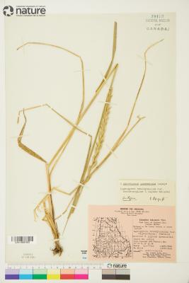 Quercus blufftonensis