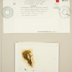 Stereocaulon vesuvianum