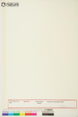 Taraxacum ceratophorum