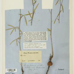 Pediomelum cyphocalyx