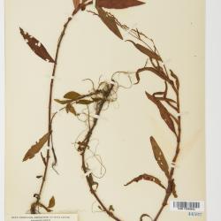 Persicaria hydropiperoides