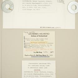 Stereocaulon vesuvianum