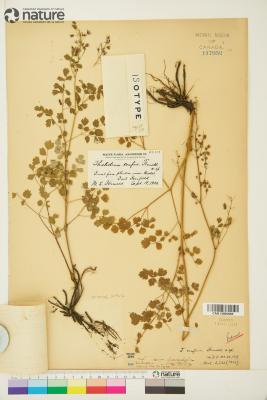 Thalictrum venulosum