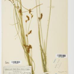 Carex piperi