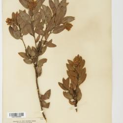 Arctostaphylos virgata