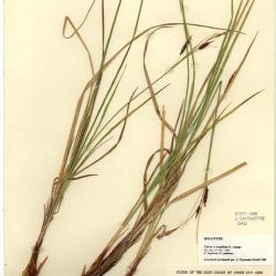 Carex exsalina