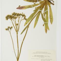 Hieracium intercedens