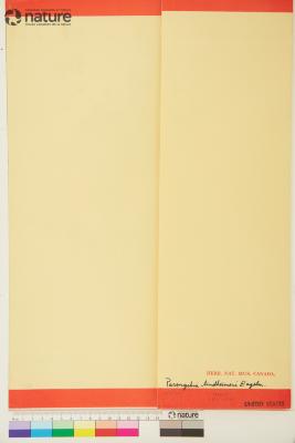 Paronychia lindheimeri