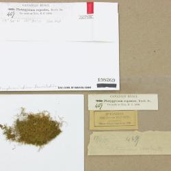 Tripterocladium leucocladulum