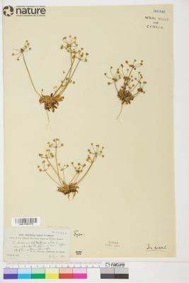 Androsace septentrionalis