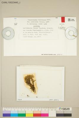 Stereocaulon vesuvianum