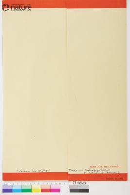 Persicaria hydropiperoides