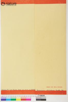 Hieracium intercedens