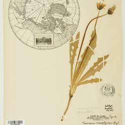 Taraxacum ceratophorum