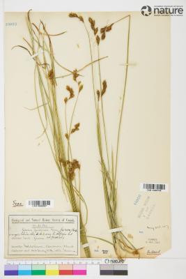 Carex piperi