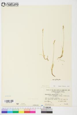 Anthoxanthum arcticum