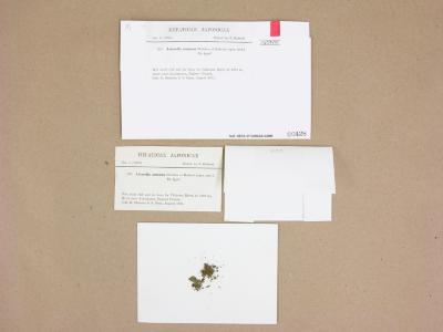 Asterella leptophylla