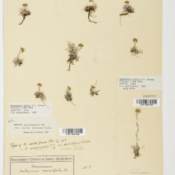 Antennaria monocephala