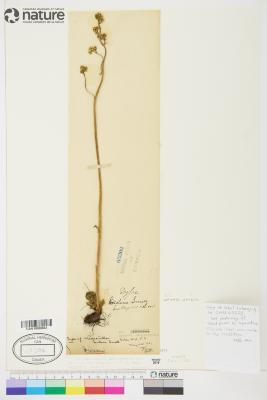 Micranthes integrifolia