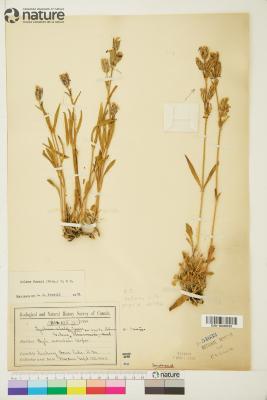 Silene douglasii