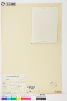 Arceuthobium campylopodum