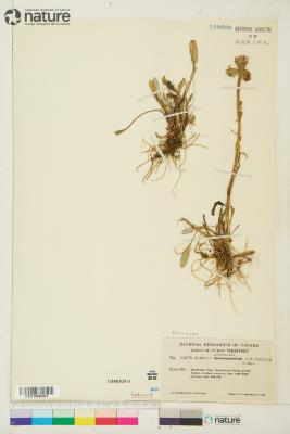 Tephroseris yukonensis