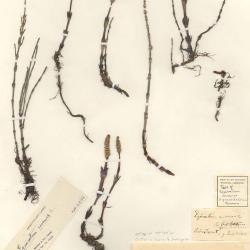 Equisetum arvense