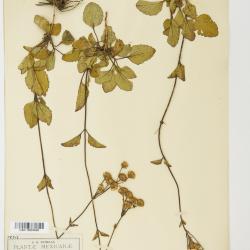 Ageratina oreithales