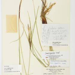Carex aquatilis