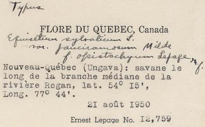 Equisetum sylvaticum