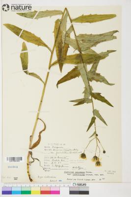 Hieracium umbellatum