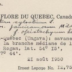 Equisetum sylvaticum