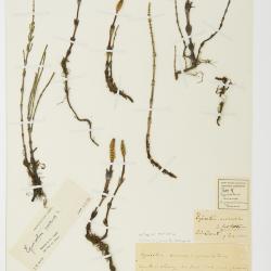 Equisetum arvense