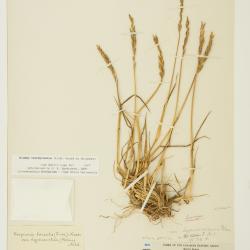 Elymus sajanensis