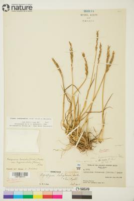 Elymus sajanensis