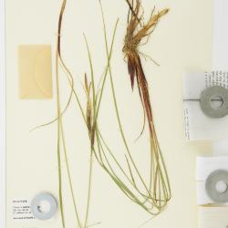 Carex aquatilis