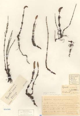 Equisetum arvense