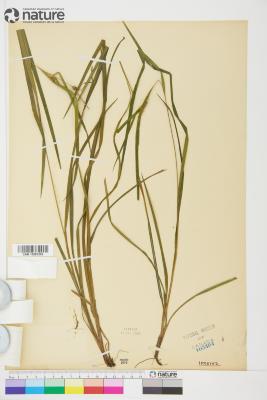Carex intumescens