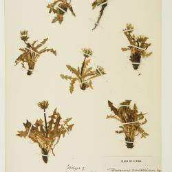 Taraxacum ceratophorum