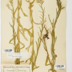 Pseudognaphalium macounii