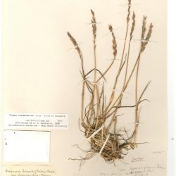 Elymus sajanensis