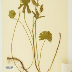 Sidalcea A.Gray ex Benth.