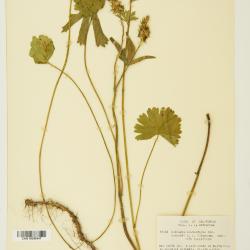 Sidalcea A.Gray ex Benth.