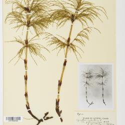 Equisetum sylvaticum