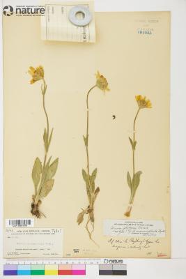 Antennaria monocephala