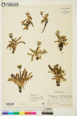 Taraxacum ceratophorum