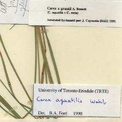 Carex aquatilis