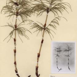 Equisetum sylvaticum