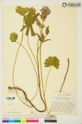 Sidalcea A.Gray ex Benth.