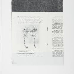 Equisetum sylvaticum